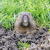 Lauderdale Isles Gopher Control by Florida's Best Lawn & Pest, LLC